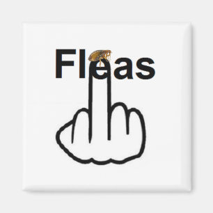 Magnet Fleas Dreh