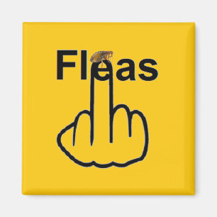 Magnet Fleas Dreh