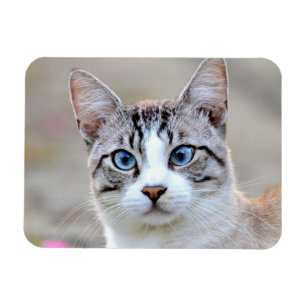 Magnet flexible Foto Katze Haustier Straße, Tiere.