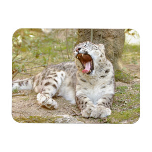 Magnet flexible Foto Katze Schneeleopard , Tiere.