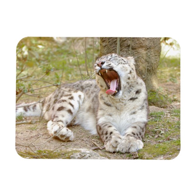 Magnet flexible Foto Katze Schneeleopard , Tiere. (Horizontal)