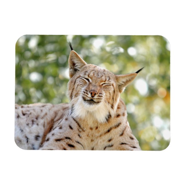 Magnet Foto Katze , Luchs , Tiere 0133. (Horizontal)