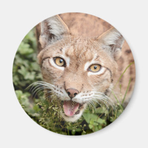 Magnet Foto lynx , Tiere 2 Magnet