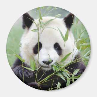 Magnet Foto Riesenpanda. Panda Geant.