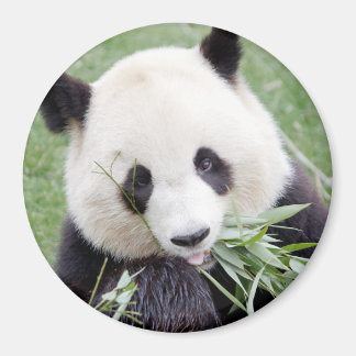 Magnet Foto Riesenpanda. Panda Geant.