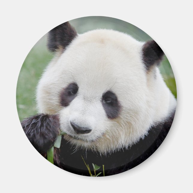 Magnet Foto Riesenpanda , Tiere 0241. (Vorne)