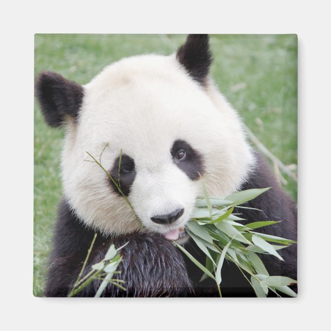 Magnet Foto Riesenpanda , Tiere 0409. (Vorne)