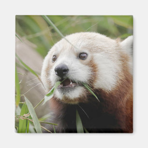 Magnet Foto roter Panda. Panda roux.