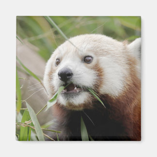 Magnet Foto roter Panda. Panda roux.