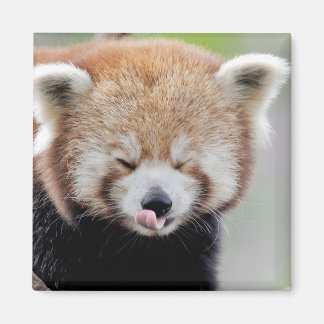 Magnet Foto roter Panda. Panda roux.
