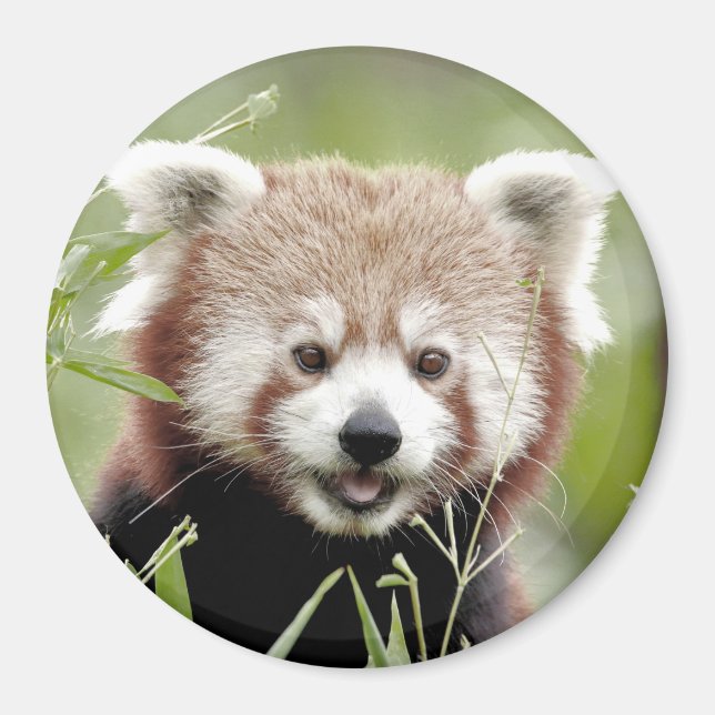 Magnet Foto roter Panda. Panda roux. (Vorne)