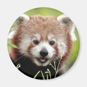 Magnet Foto roter Panda, Tiere 0362.