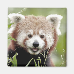 Magnet Foto roter Panda, Tiere 0630.