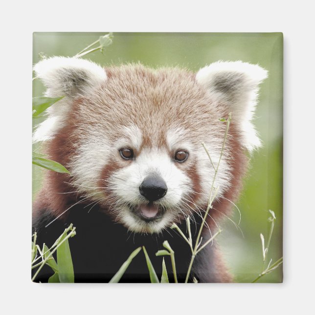 Magnet Foto roter Panda, Tiere 0630. (Vorne)
