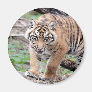 Magnet Foto tiger , Tiere 1 Magnet