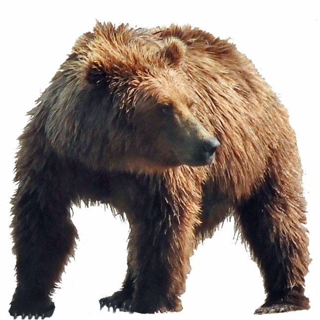 Magnet-Fotoskulptur des Grizzlybären Fotoskulptur Magnet (Vorne)