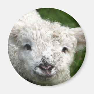 Magnet - Frühjahrslamm