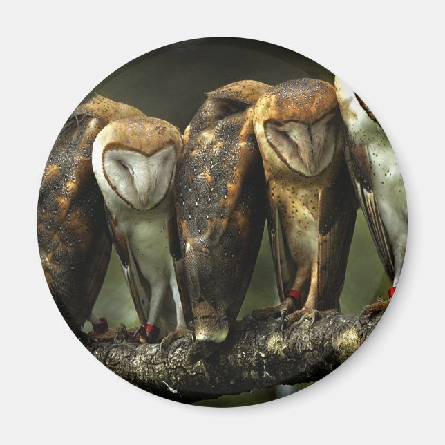 Magnet für Barn Owls (Vorne)