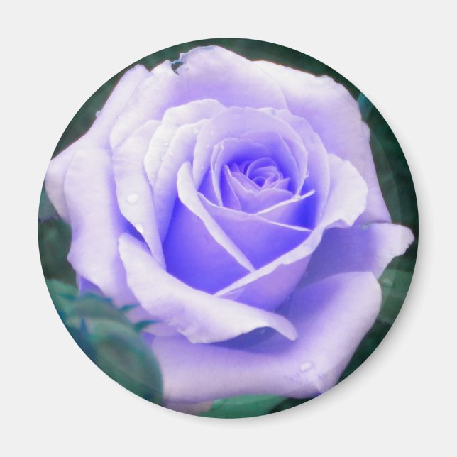 Magnet für die Rose von Blasslavender (Vorne)