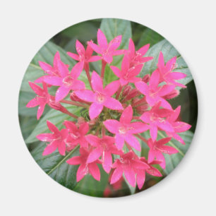 Magnet für hellrosa tropische Blume