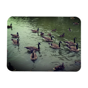 Magnet für kanadische Gänse und Mallard-Enten