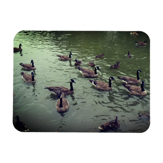 Magnet für kanadische Gänse und Mallard-Enten (Horizontal)