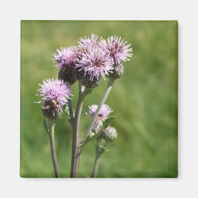 Magnet für lila Blume Foto (Vorne)