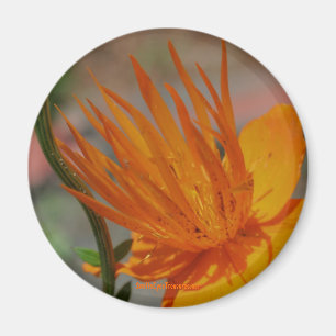 Magnet für orange gelbe Blüten