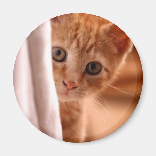 Magnet für versteckten und durchsuchenden Kitty-Kü (Vorne)