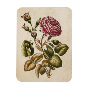 Magnet für Vintage botanische Rose