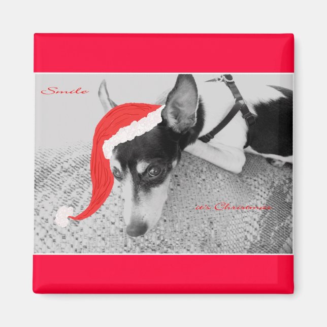 Magnet für Weihnachten, Rat Terrior (Vorne)