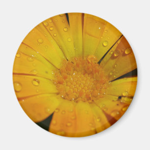 Magnet - gelbe Blume mit Wassertropfen