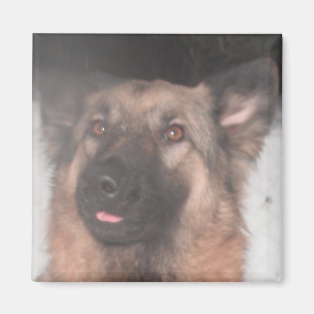 Magnet German Shepherd Sticken Zunge Out (Vorne)