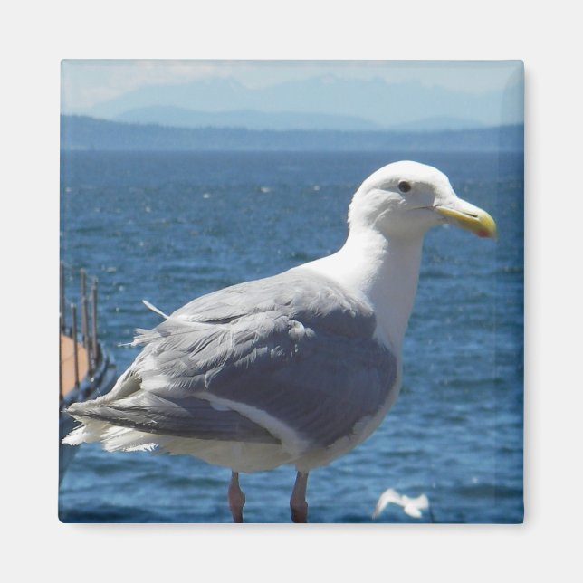 Magnet: Glaubengeflügelter Seagull Magnet (Vorne)
