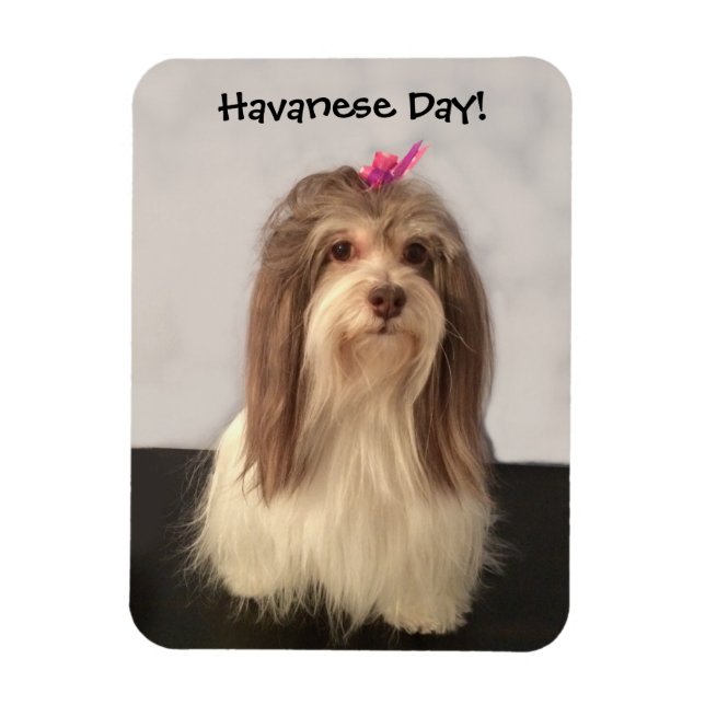 Magnet, HAVANESE DAY! von Nancy Lee Garrett Magnet (Vertikal)
