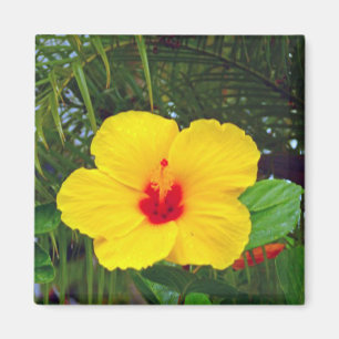 Magnet, Hawaiianischer Gelber Hibiskus Magnet