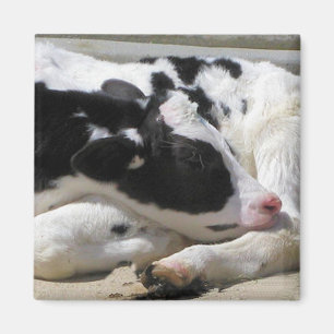 Magnet, Heifer, Baby Cow Fotografie Magnet