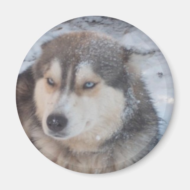 Magnet Husky Blue Eyes (Vorne)