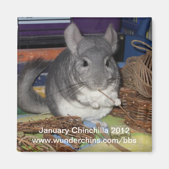 Magnet Januar chinchilla 2012 (Vorne)