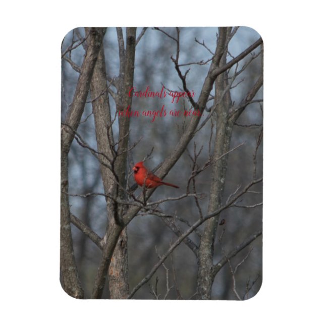 Magnet-Kardinäle erscheinen, wenn Engel nahe sind. Magnet (Vertikal)