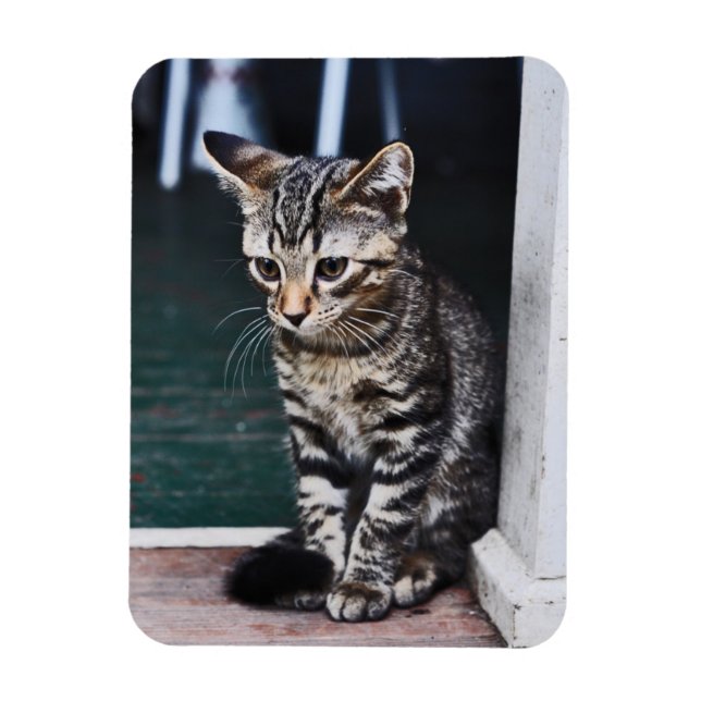 Magnet: Kitten Magnet (Vertikal)