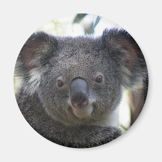 Magnet Koala Australien Foto ZIZAGO (Vorne)