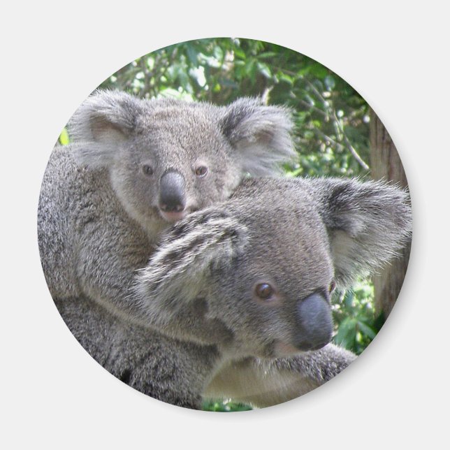 Magnet Koala und Baby Australia Foto (Vorne)