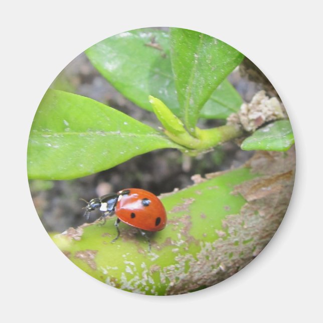 Magnet—Ladybug Magnet (Vorne)
