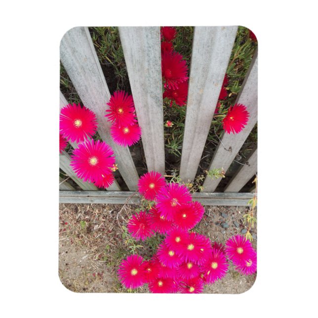 Magnet lautes Rosa Daisons (Vertikal)