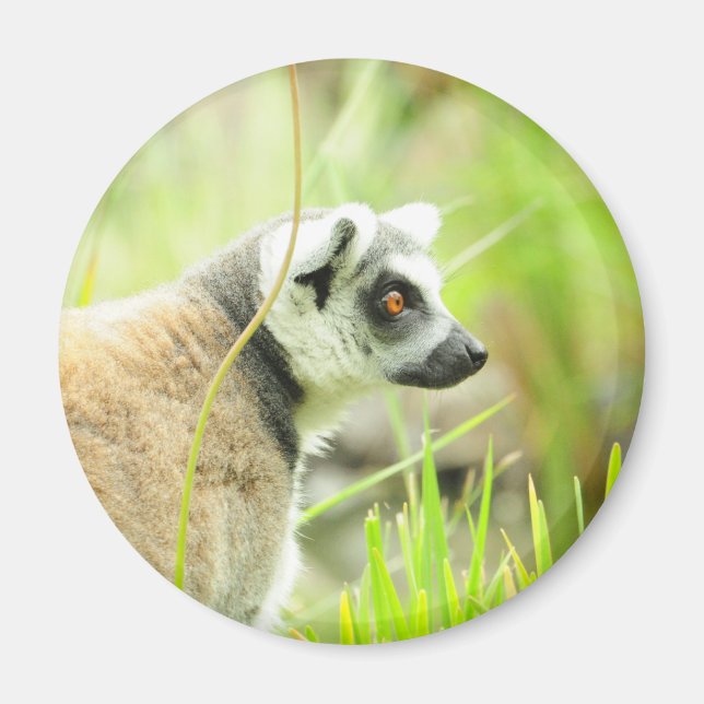 Magnet-Lemur-Ring gezähmt Magnet (Vorne)