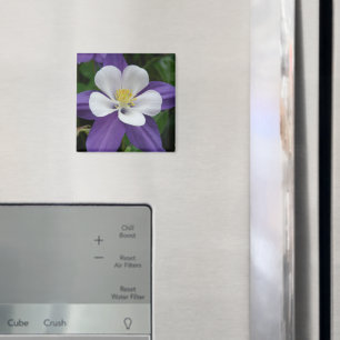 Magnet Lila und weiße Blume