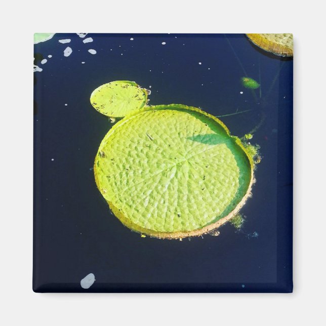 Magnet - Lily Pad (Chicago) (Vorne)