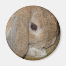 Magnet - Lop Eared Zwarf Rabbit