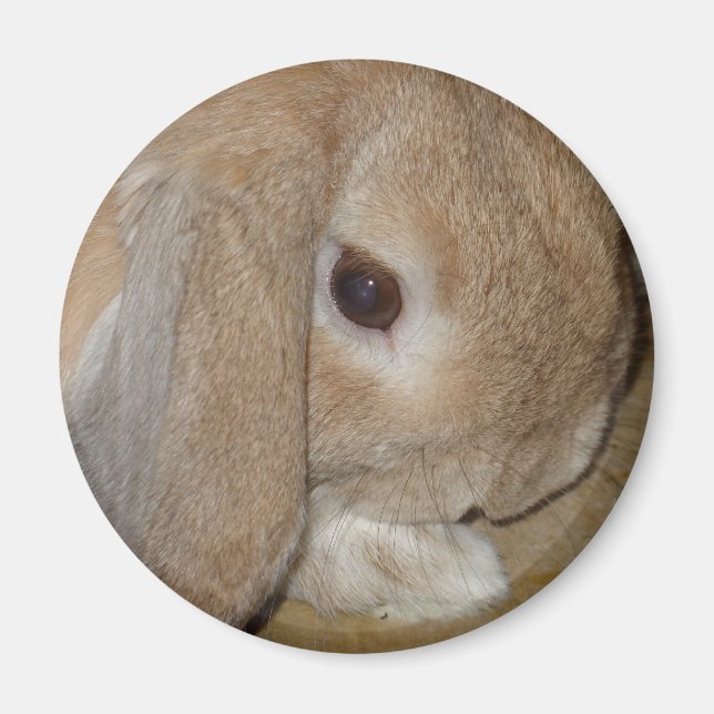 Magnet - Lop Eared Zwarf Rabbit (Vorne)